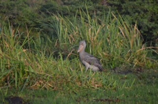 Shoebill